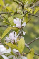 Magnolia x Loebneri 'Leonard Messel'