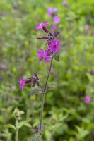 Silene dioica red campion