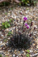 Armeria maritima 'In the red' the thrift