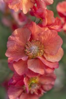 Geum 'Scarlet Tempest' flowering in Spring - May