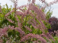 Tamarix ramosissima - Tamarix  May Summer