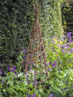 Willow obelisk in a spring border of Lunaria annua, yew hedging