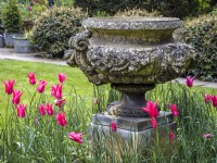 Large decorative stone urn on a plinth surrounded by Tulipa 'Queen Rania'