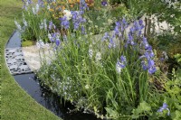 View of the edge of the garden showing circular rill and blue and white colour themed bed of Iris sibirica and Veronica gentianoides. The Macmillan Legacy Garden at RHS Malvern Spring Festival 2024. Designed by TJ Kennedy and Kerianne Fitzpatrick