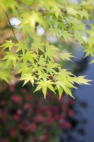 Acer tree foliage in May