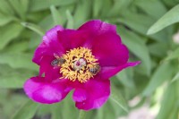 A closeup of the flower of Paeonia humilis var. villosa with bees