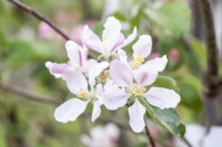 Apple 'Braeburn' blossom
