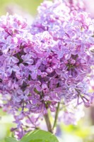 Syringa vulgaris 'Ruhm Von Horstenstein' - Lilac
