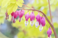 Lamprocapnos spectabilis 'Gold Heart' - Dicentra - with yellow foliage