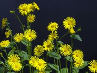 Doronicum pardalianches - leopard's bane Late May 
