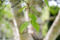 Betula 'Hergest' birch