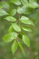Betula utilis, Himalayan birch