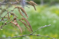 Betula megrelica transcaucasian birch
