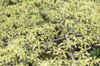 Cornus controversa variegata wedding cake tree