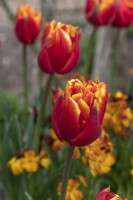 Tulipa 'Crossfire' tulip