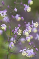 Thalictrum delavayi - Chinese meadow rue
