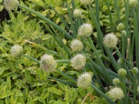 Welsh onion Allium fistulosum and Salvia officinalis 'Icterina' Golden variegated sage May Late Spring