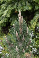 Pinus thunbergii 'Kotobuki' Japanese black pine