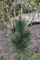 Pinus sylvestris 'Chantry Blue' Scots pine