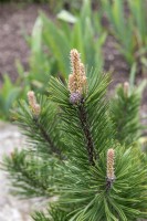 Pinus mugo 'Gnom' Dwarf mountain pine