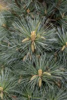 Pinus strobus 'Macopin' Weymouth pine