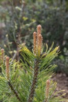 Pinus mugo 'Winter gold' Dwarf mountain pine