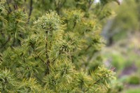 Pinus strobus 'Tiny Kurls' Weymouth pine