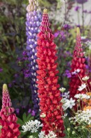 Lupinus - Lupin 'Beefeater' on a display