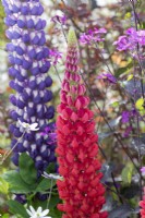 Lupinus - Lupin 'Beefeater' on a display 
