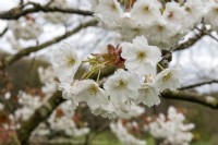 Prunus 'Shizuka' cherry
