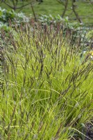 Carex elata 'Aurea' Bowles's golden sedge
