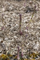 Asparagus officinalis 'Mondeo' shoots growing in fine wood chippings. 
