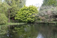 Cambridge Botanical gardens England UK. 
General Views. Pond and bog gardens. 
