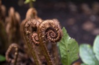 Dryopteris wallichiana alpine wood fern