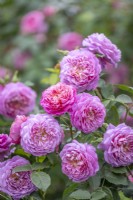 Rosa 'Emma Bridgewater' (Ausb44016), bred by David Austin, introduced at the RHS Chelsea Flower Show May 2024