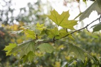 Acer platanoides 'Schwedleri' Copper Norway maple