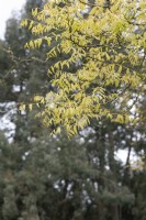 Koelreuteria paniculata Golden rain tree
