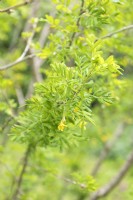 Caragana arborescens Siberian pea tree