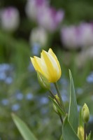 Tulipa 'Antoinette' - Single late tulip
