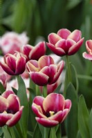 Tulipa Armani - Triumph tulip