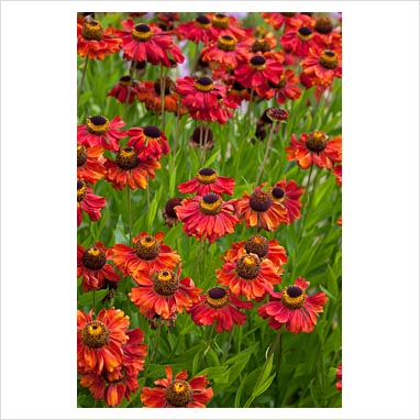 HELENIUM~RED ARMY~BEAUTIFUL INDIAN RED DAISY FLOWERS PERENNIAL PLANTS ...